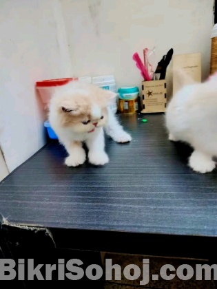 Persian cat